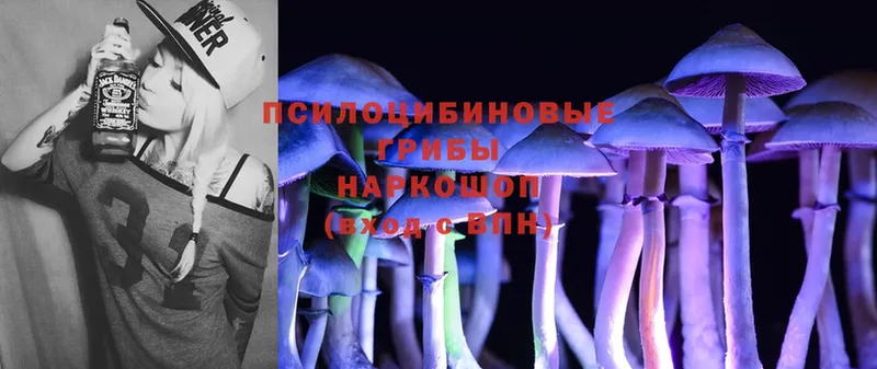 купить наркоту  Городовиковск  Галлюциногенные грибы Psilocybine cubensis 